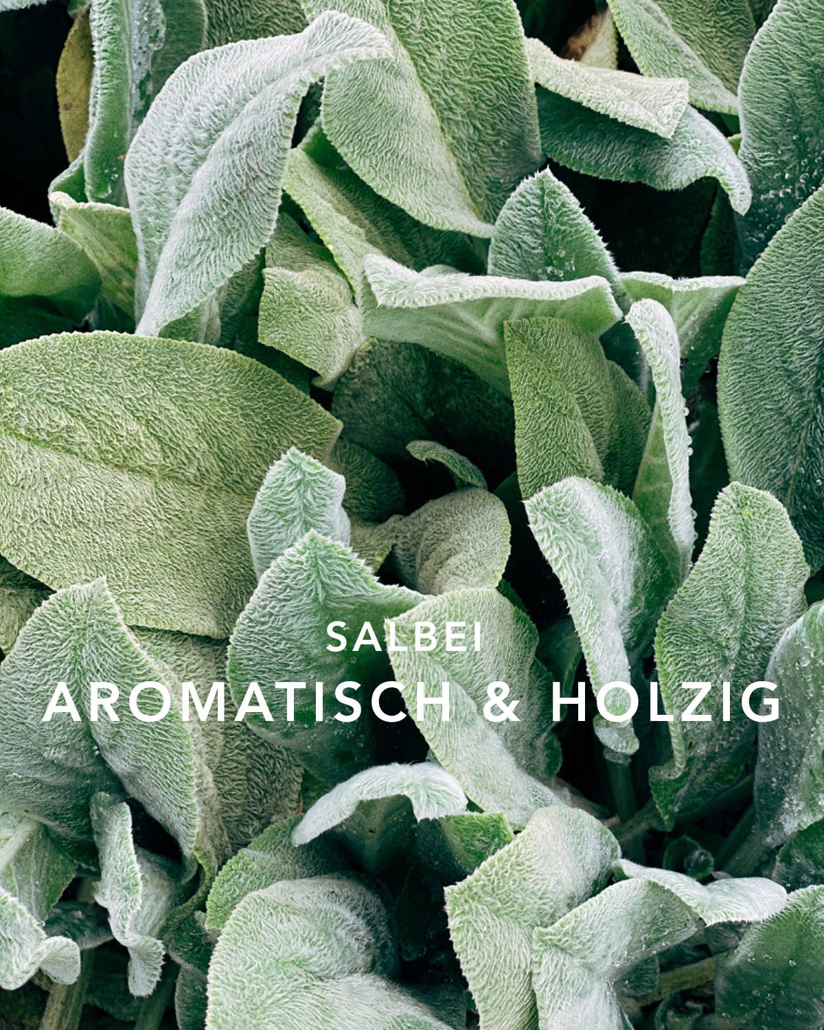 LAAY RAUMDUFT SAGE PRIVEE